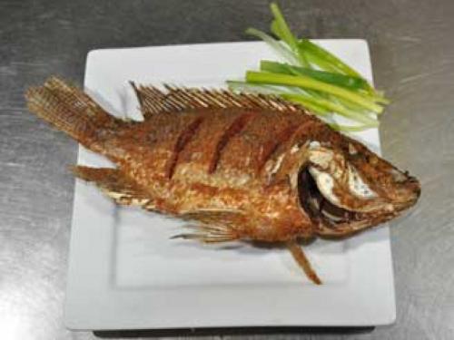 Tilapia